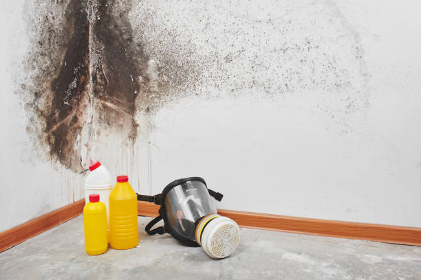 Best Fast Mold Removal  in Kettering, OH