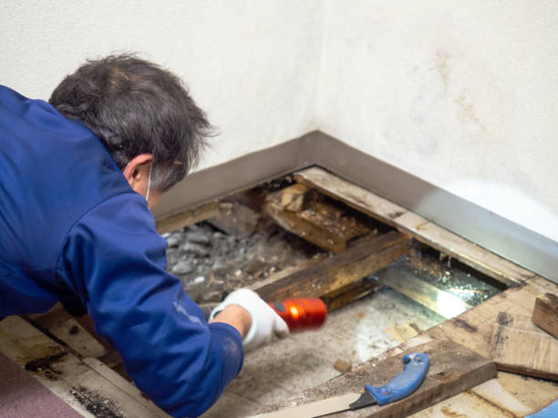 Best Certified Mold Removal  in Kettering, OH