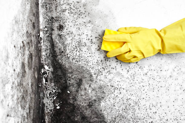 Best Local Mold Removal Service  in Kettering, OH