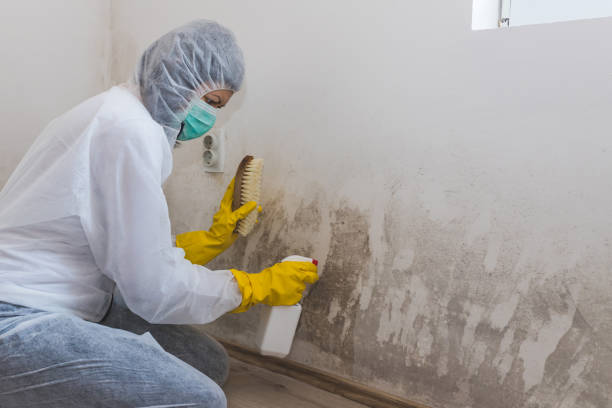 Best Office Mold Removal Services  in Kettering, OH