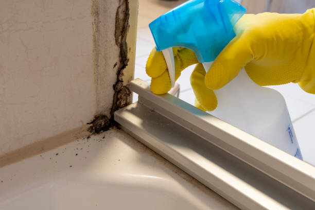 Best Local Mold Removal Service  in Kettering, OH