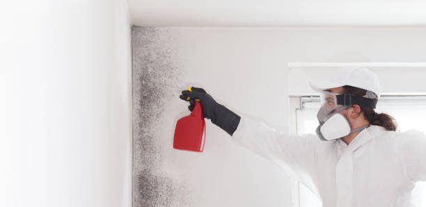 Best Professional Mold Removal  in Kettering, OH