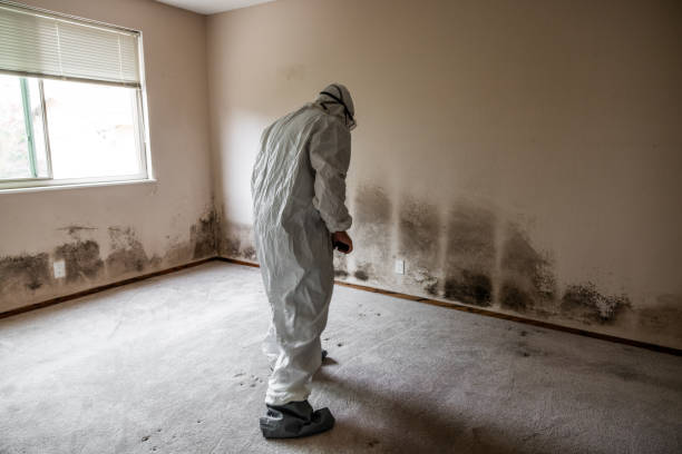 Best Attic Mold Removal  in Kettering, OH