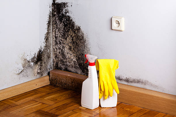 Best Professional Mold Removal  in Kettering, OH
