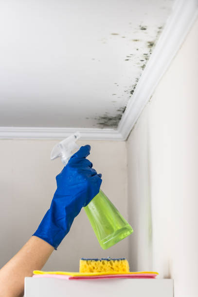 Home Mold Removal in Kettering, OH